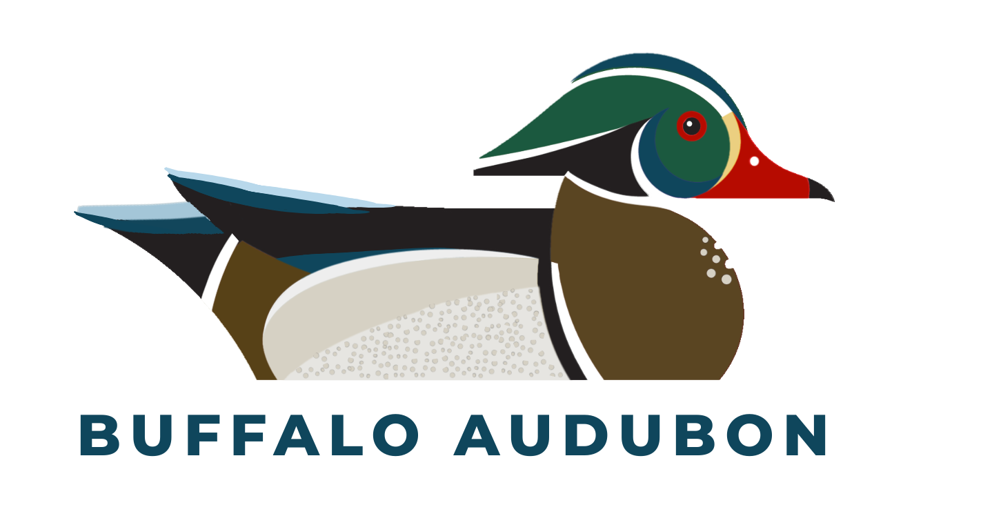 Buffalo Audubon