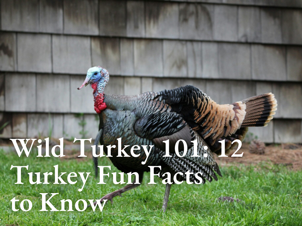Wild Turkey 101: 12 Turkey Fun Facts to Know