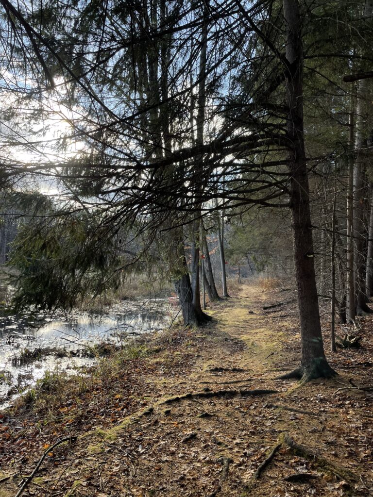 a trail through the woods with water on the lefthand side