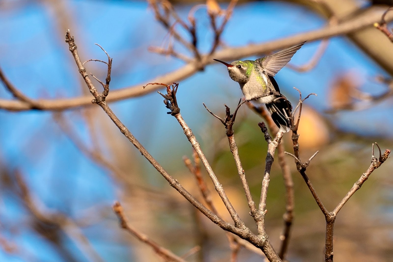a broad-billed hummingbird in a tree