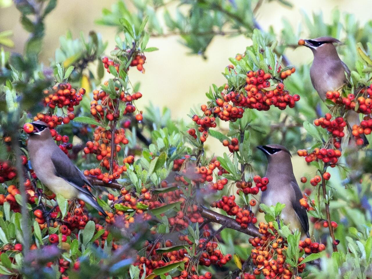 Cedar Waxwings feeding on berries