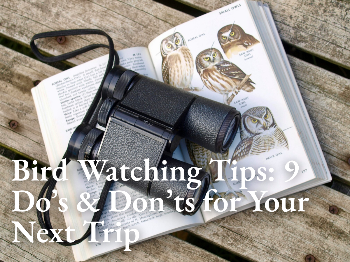 Bird Watching Tips: 9 Do’s & Don’ts for Your Next Trip