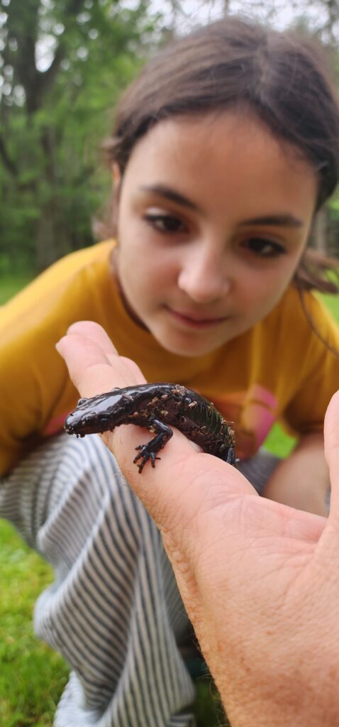 a girl in an orange shirt looks at a salamander in someone's hand