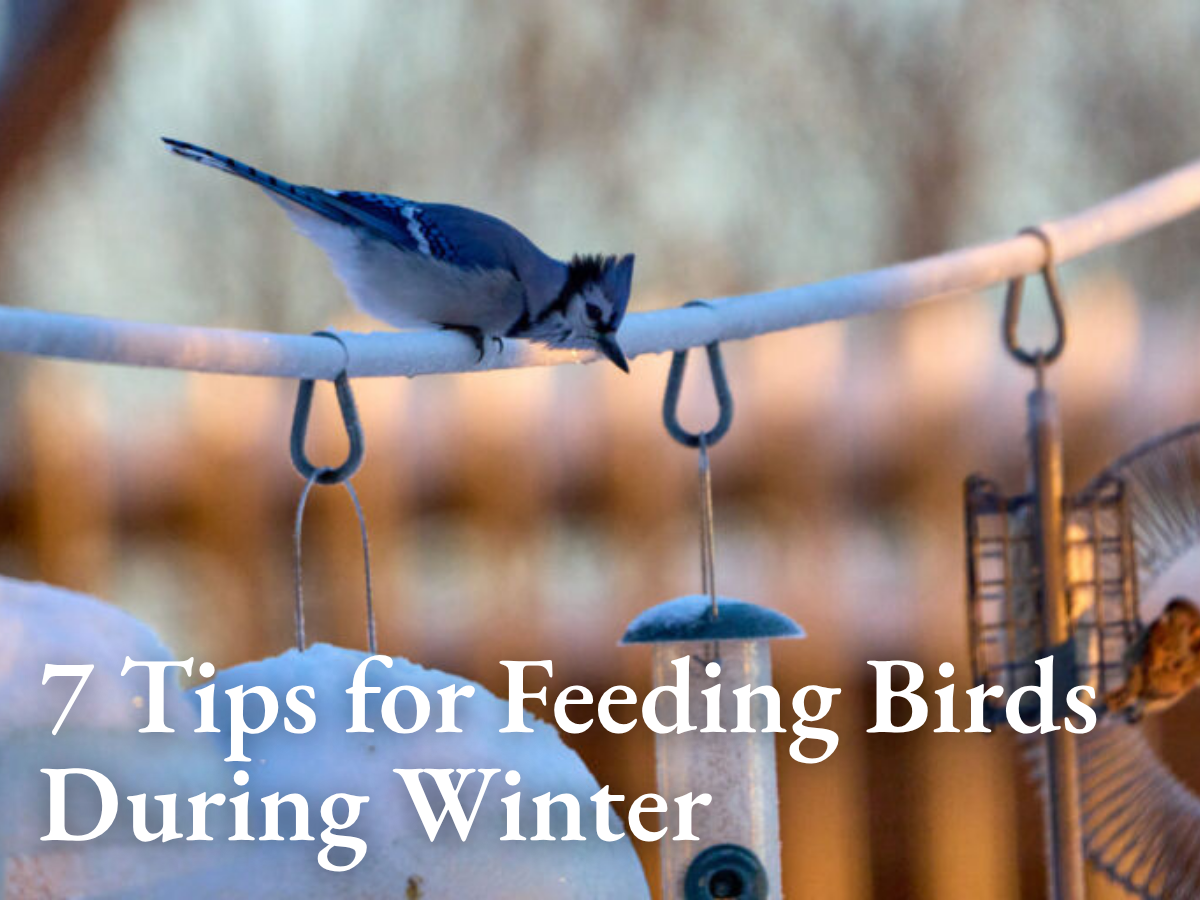 7 Tips for Feeding Birds During Winter