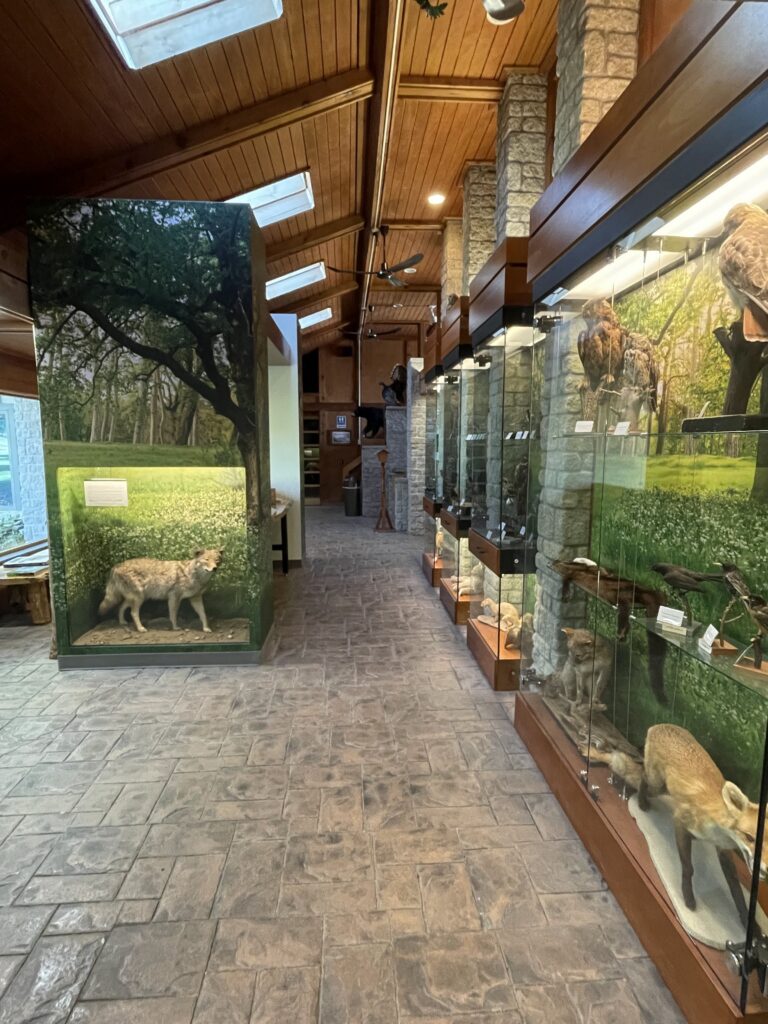 nature center lobby with taxidermy exhibits on either side