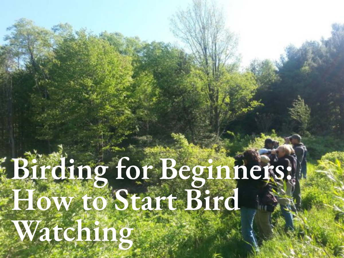 Birding for Beginners: How to Start Bird Watching