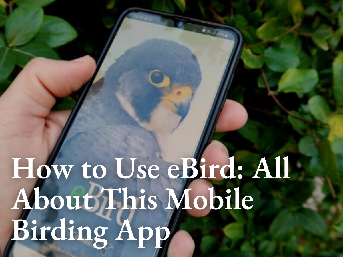How to Use eBird: All About This Mobile Birding App