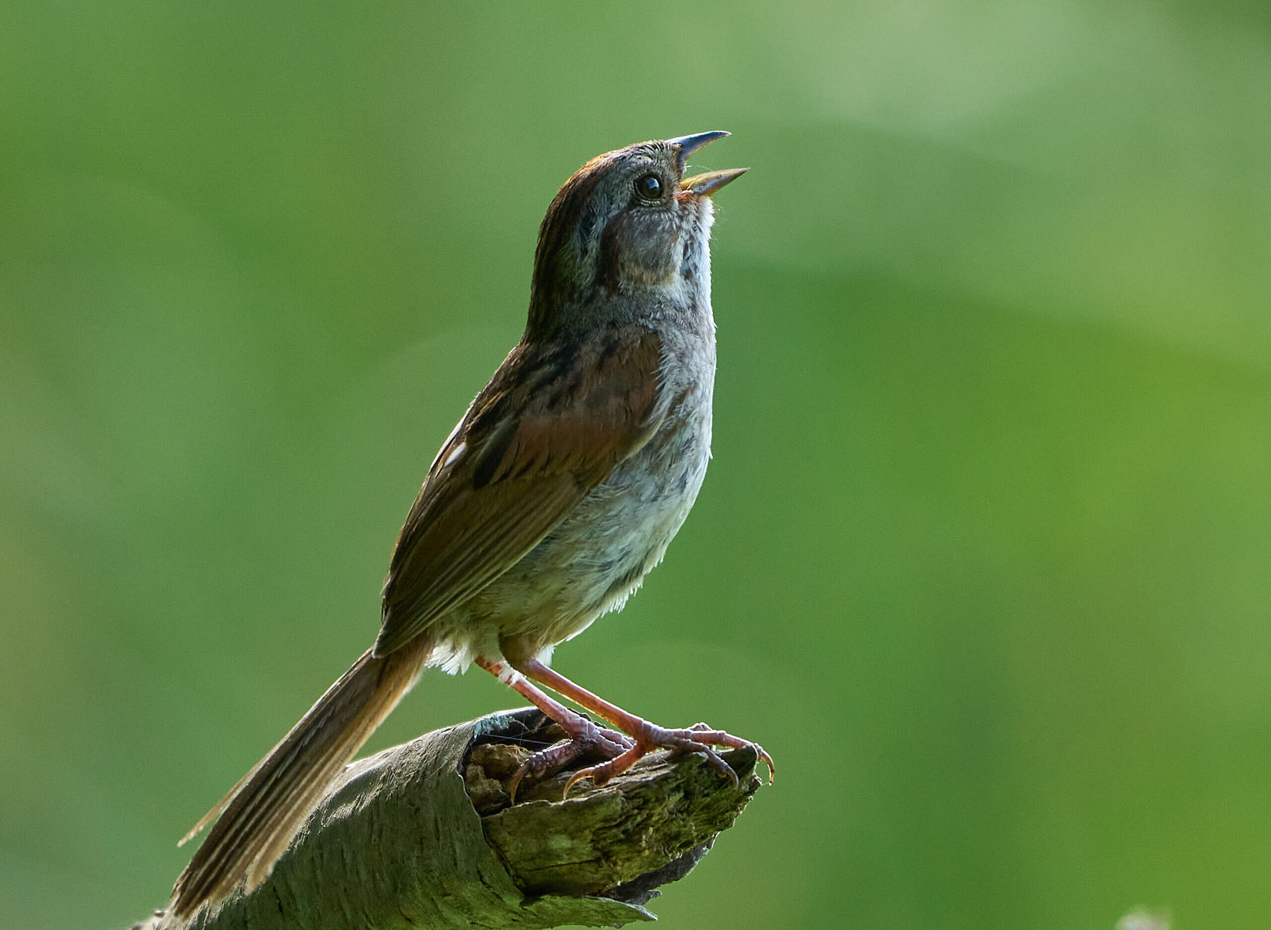 A Moment to Lead: An Invitation from the Buffalo Audubon Board of Directors