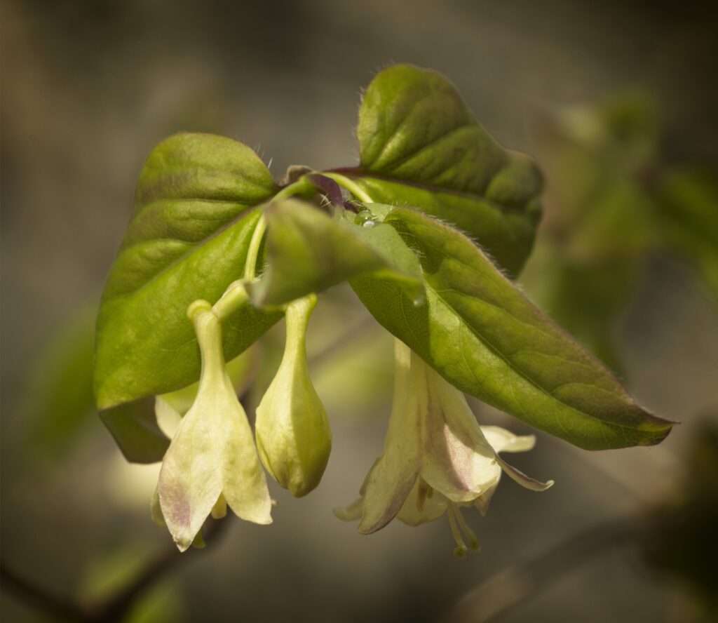 honeysuckle flowers with green leaves