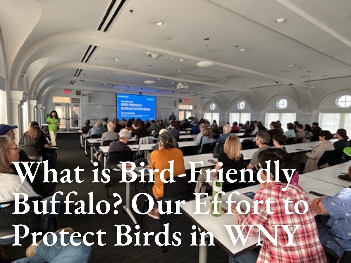 What is Bird-Friendly Buffalo? Our Effort to Protect Birds in Western New York