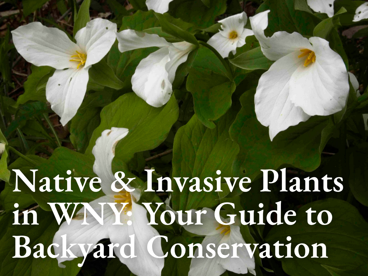 Native & Invasive Plants in Western New York: Your Guide to Backyard Conservation This Spring