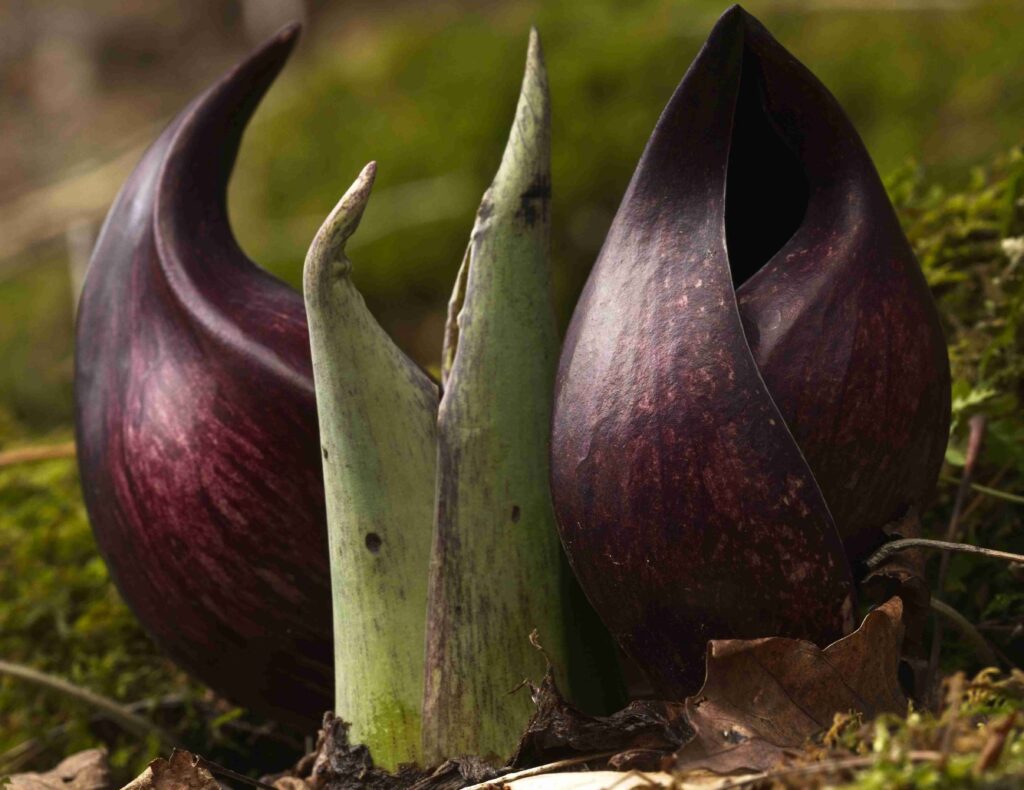 skunk cabbage