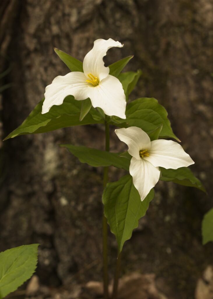 white trillium flower with green leaves