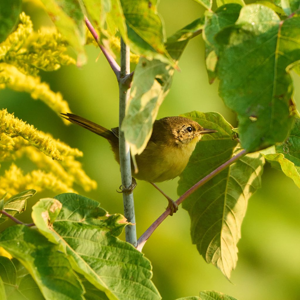 Yellow and brown bird sitting on a branch with greenery in the background