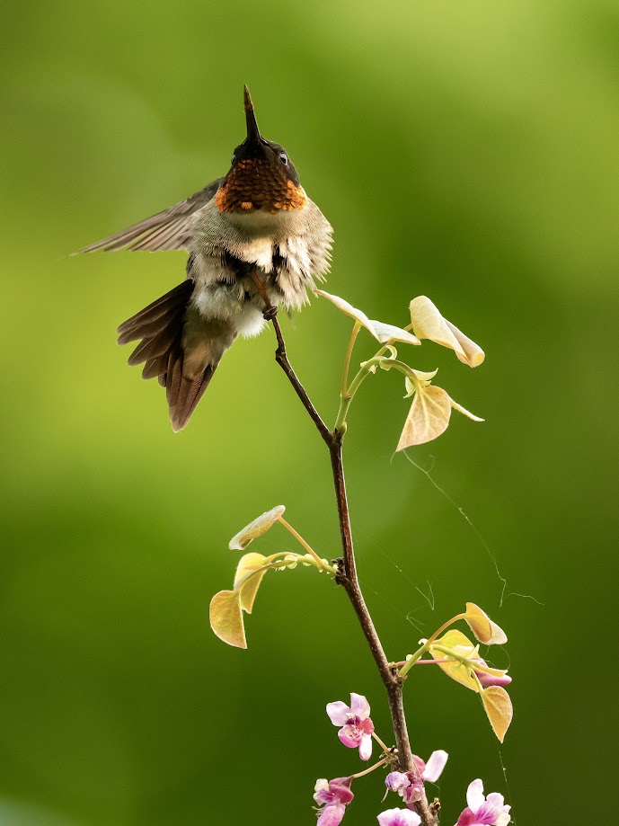 Ruby-throated Hummingbird sitting on a branch with its beak point upward