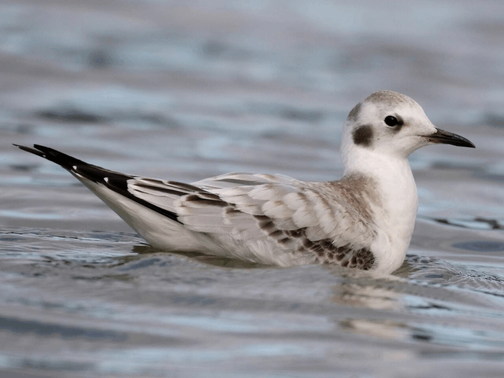 The juvenile Bonaparte’s Gull, identifiable by the dark patch beside its eye 