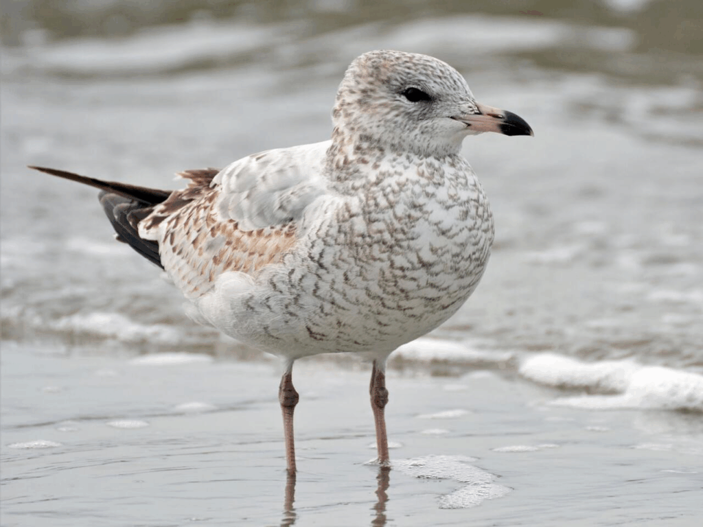 The Ring-billed Gull stands along the shores. The bird is in its first winter, evident by the pale grey feathers on its back and a bill that is still pink at the base