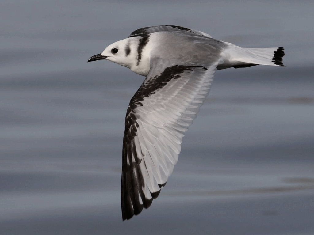 a Black-legged Kittiwake flies over water, with an "M" pattern on its back