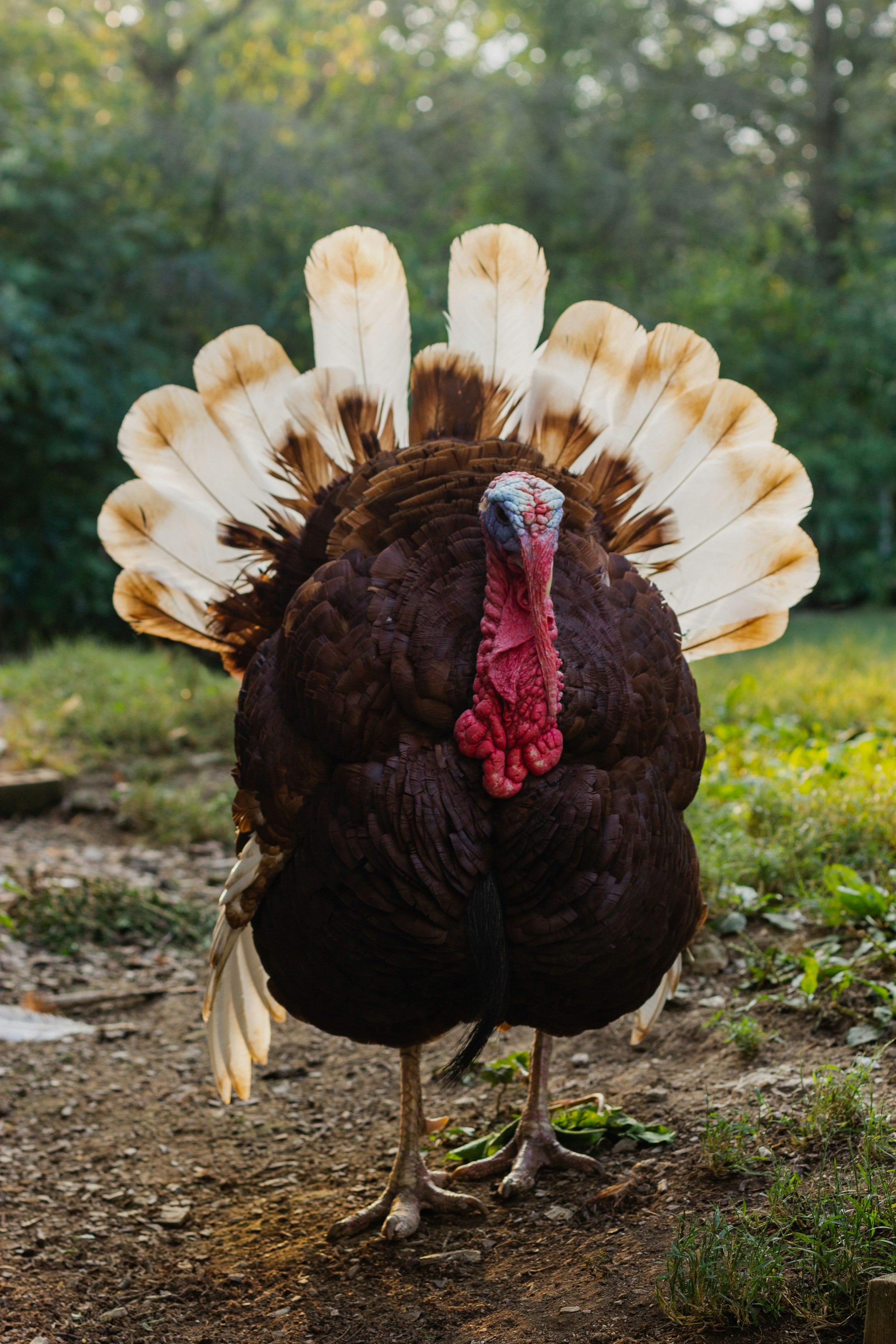 a wild turkey strutting, displaying its brown, black and tan feathers