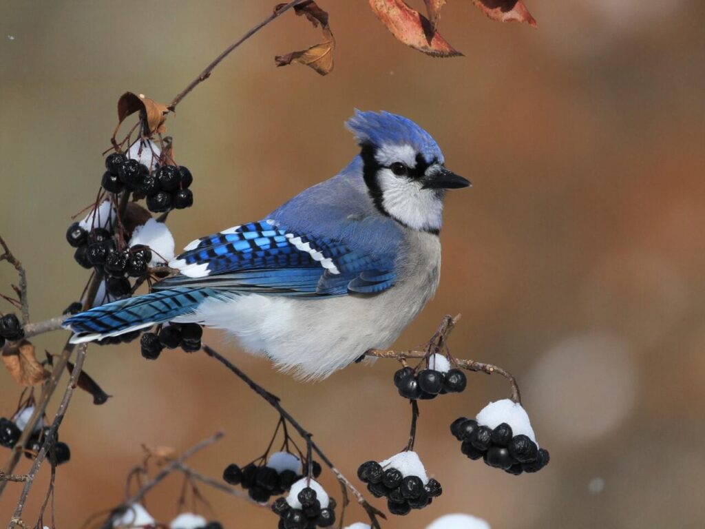 blue jay on snowy branch