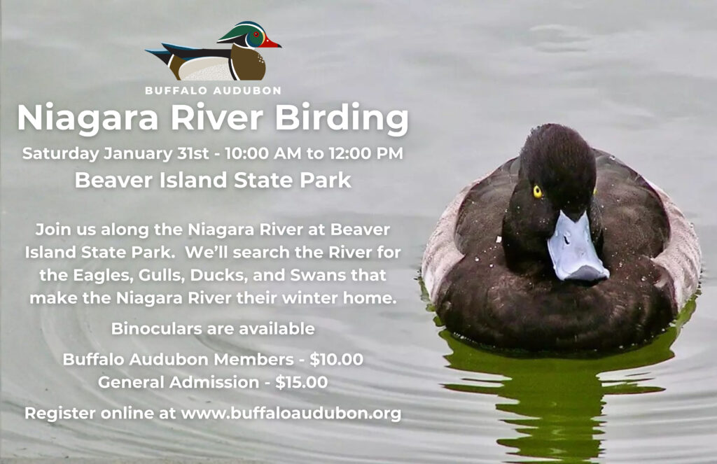 Niagara River Birding - Beaver Island State Park