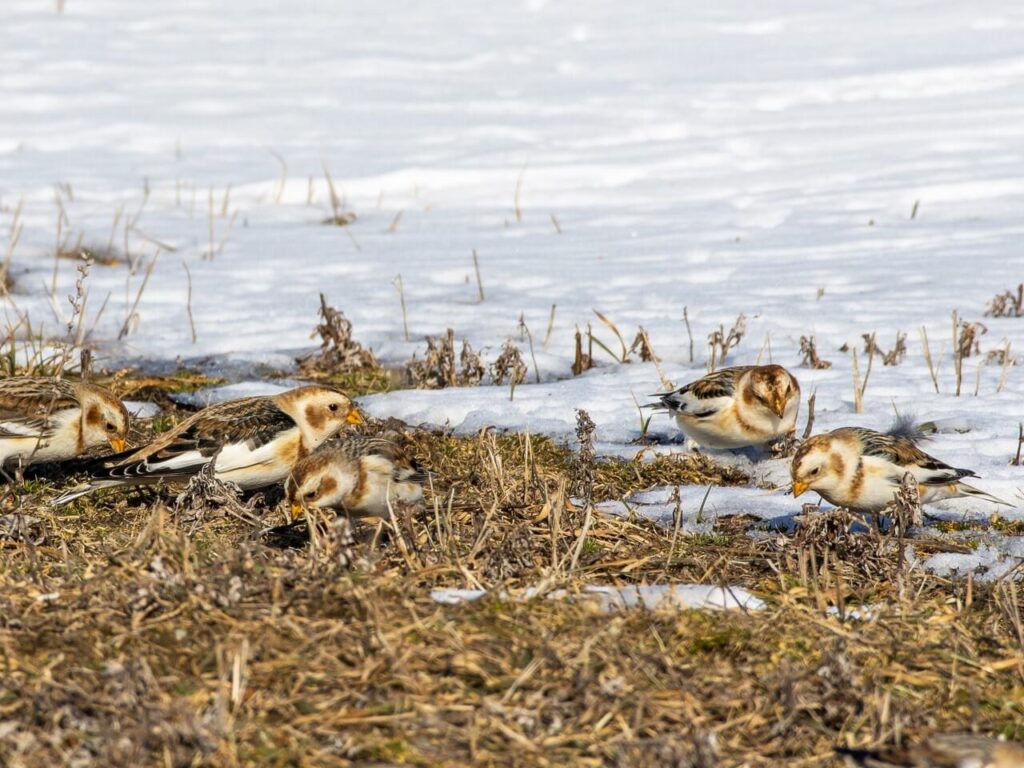 snow buntings in the snow