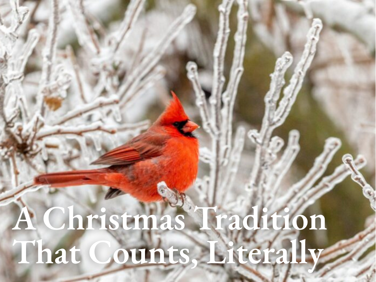 A Christmas Tradition That Counts, Literally