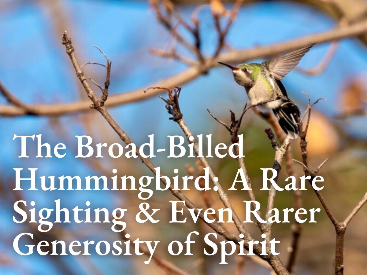 The Broad-billed Hummingbird: A Rare Sighting & Even Rarer Generosity of Spirit