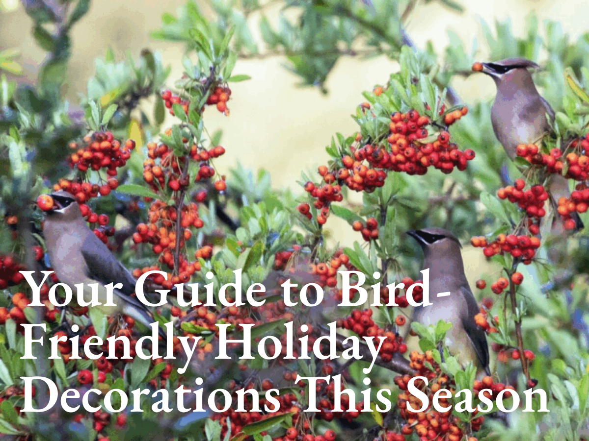 Your Guide to Bird-Friendly Holiday Decorations This Season