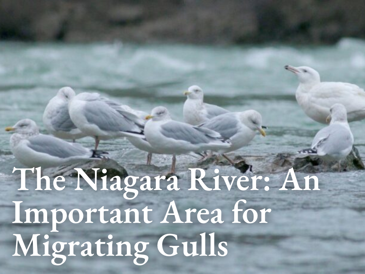 The Niagara River: An Important Area for Migrating Gulls