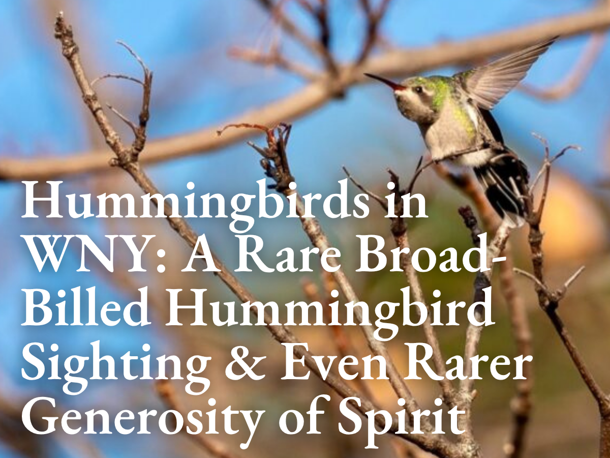 Hummingbirds in WNY: The Rare Broad-Billed Hummingbird Sighting & Even Rarer Generosity of Spirit