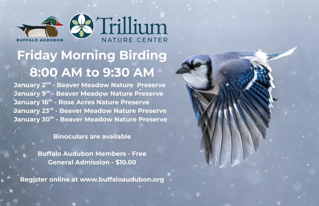 Friday Morning Birding