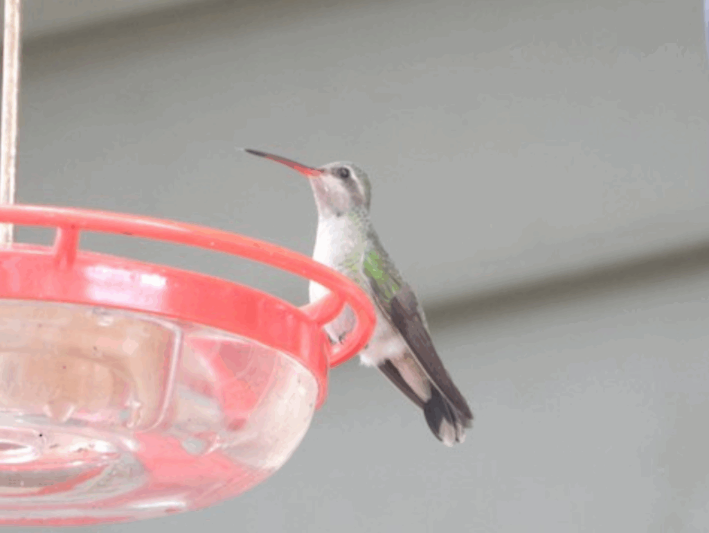 broad-billed hummingbird at a red feeder