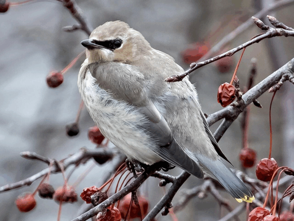 Cedar Waxwing in a tree full of berries