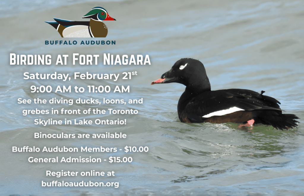 Birding at Fort Niagara