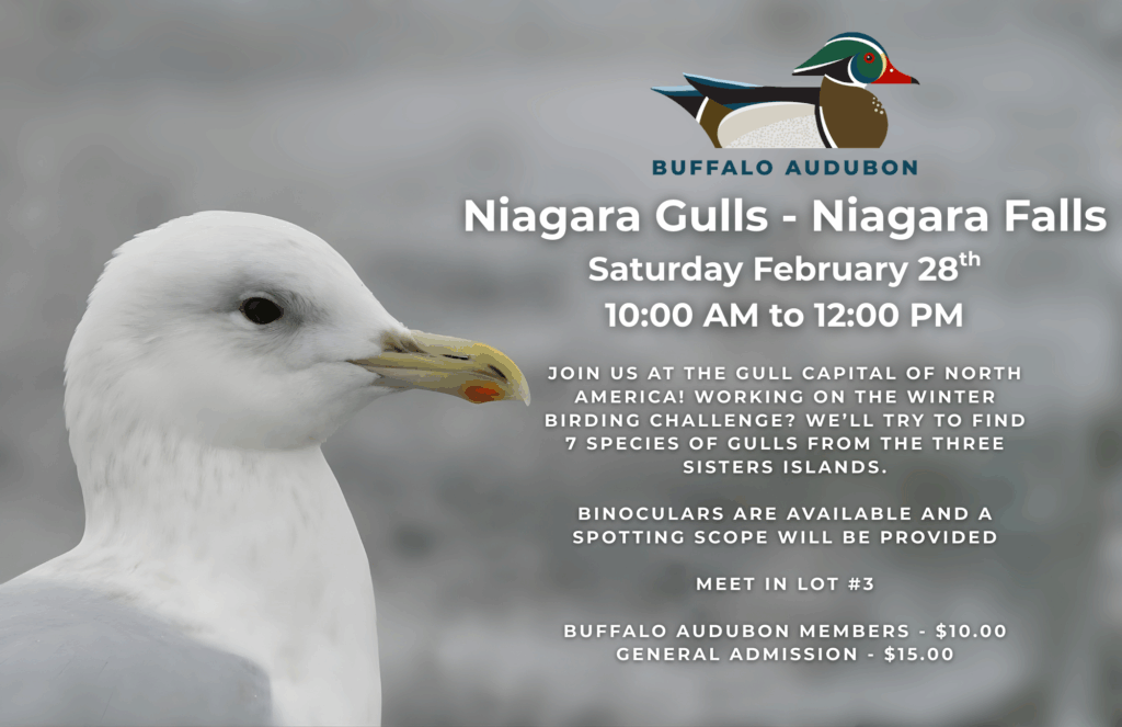 Niagara Gulls - Niagara Falls