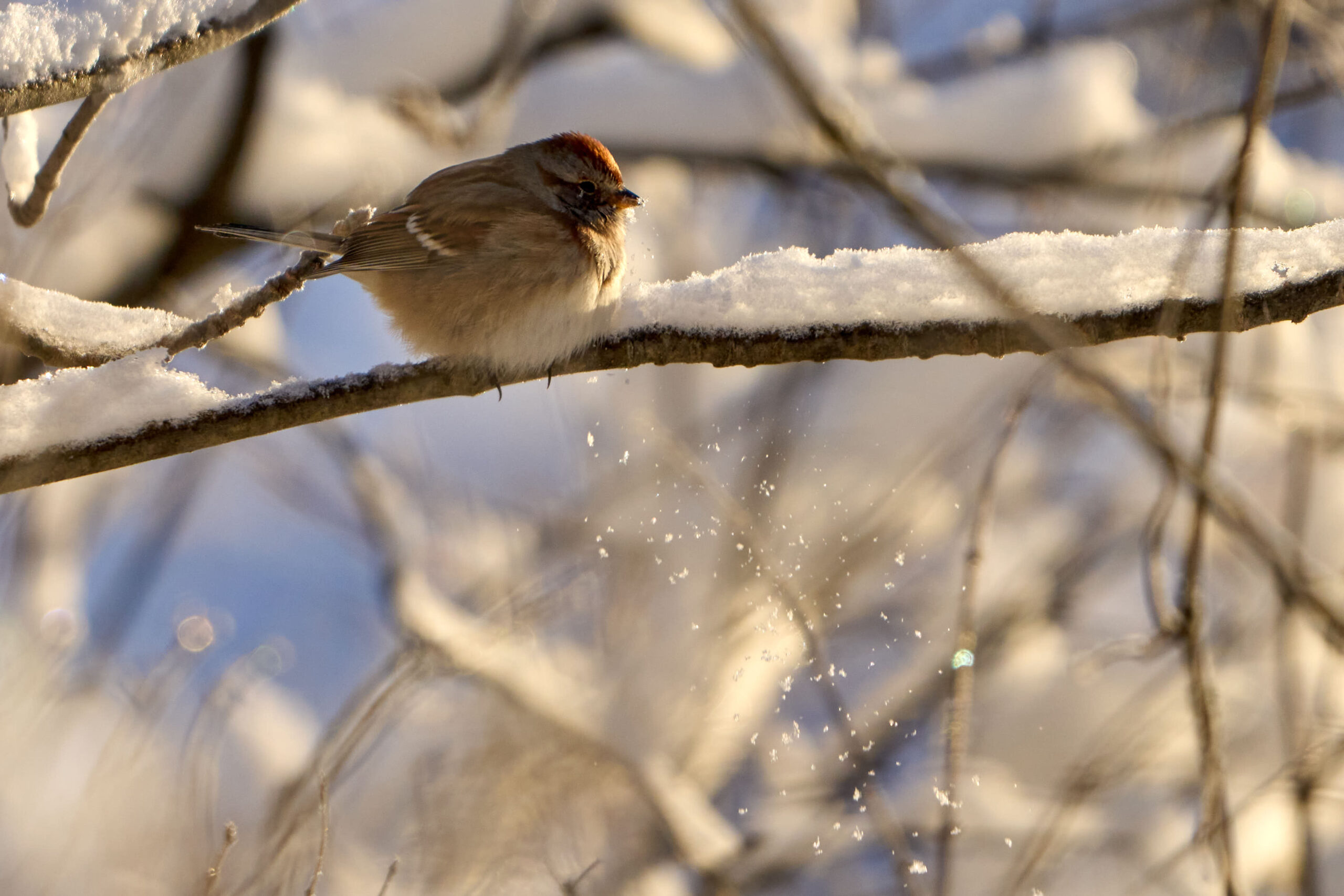 bird sitting on snowy branch with snow trickling down it