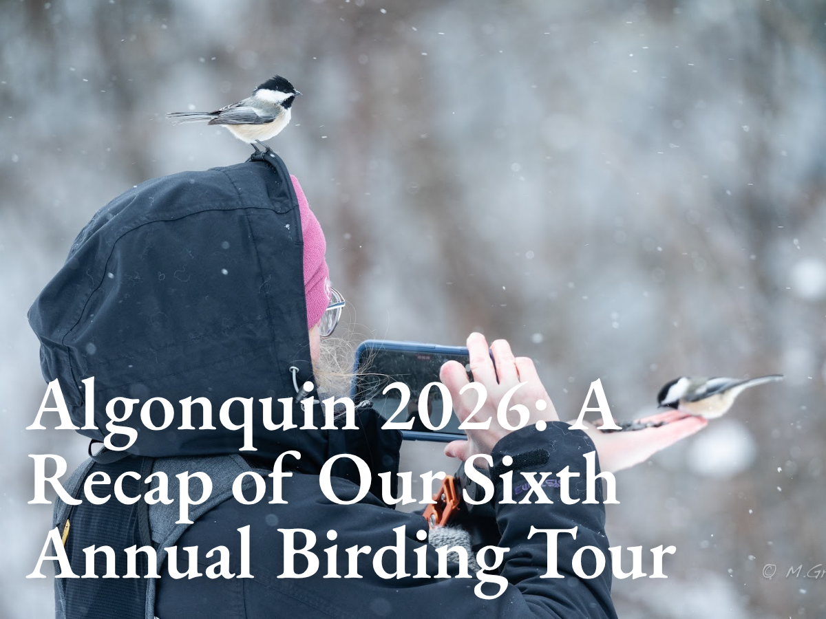 Algonquin 2026: A Recap of Our Sixth Annual Birding Tour