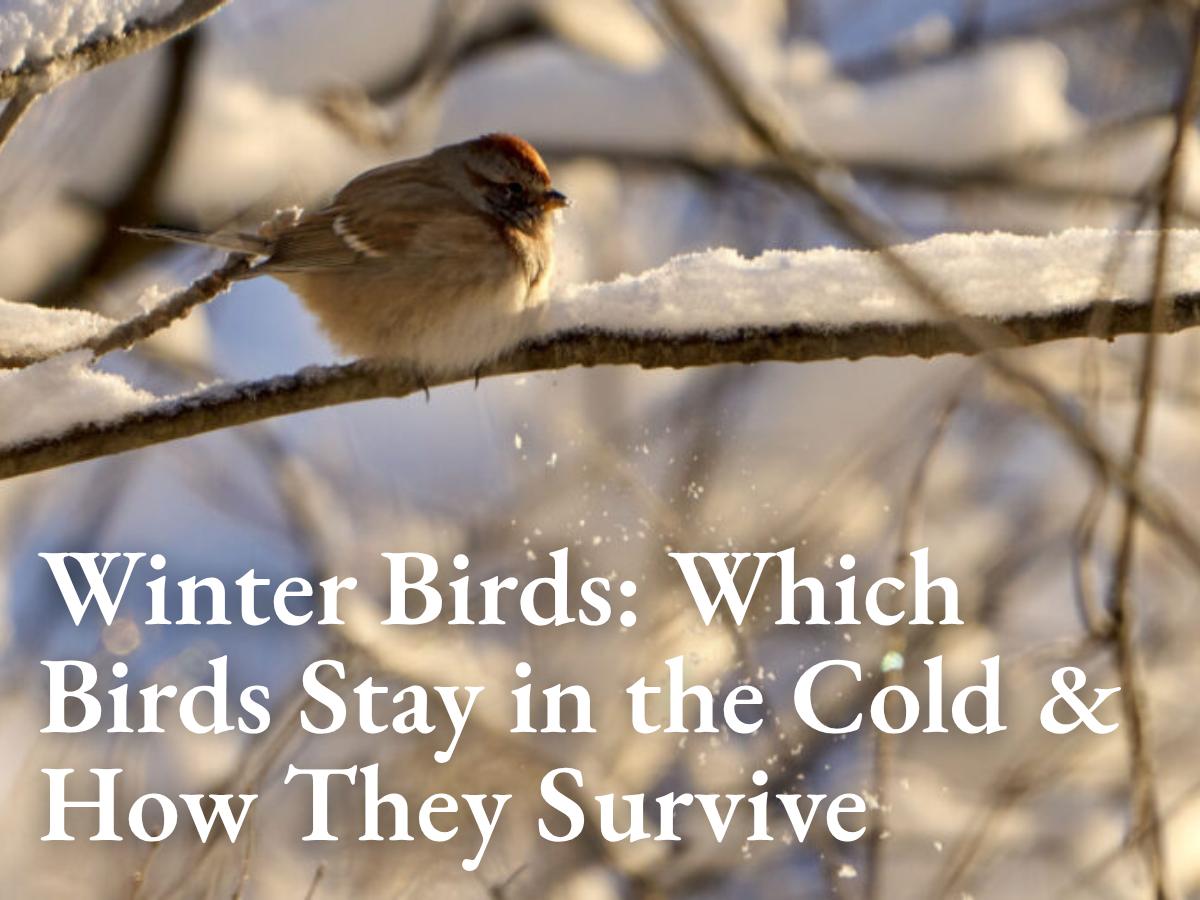 Winter Birds: Which Birds Stay in the Cold & How They Survive
