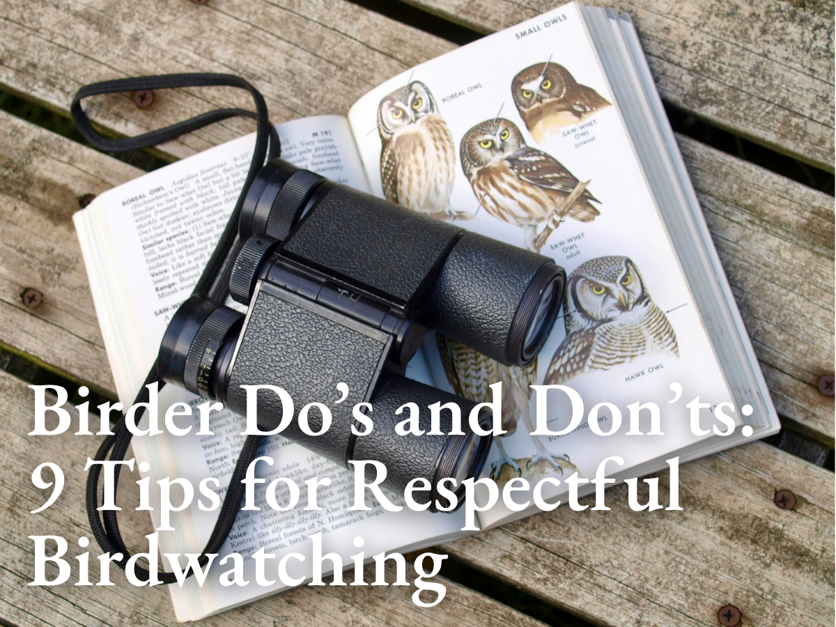 Birder Do’s and Don’ts: 9 Tips for Respectful Birdwatching