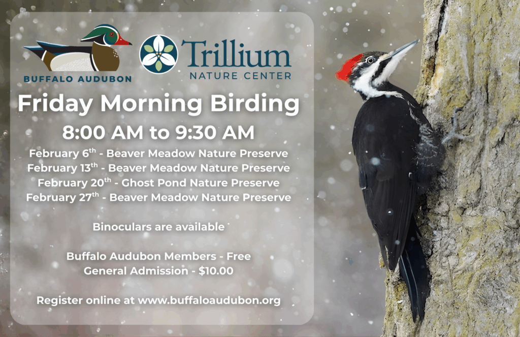 Friday Morning Birding