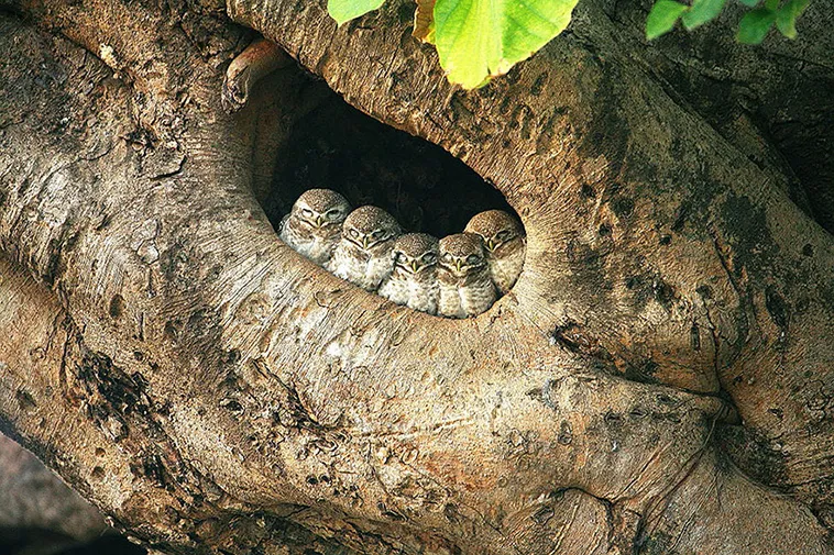 owls adorably cluster together in tree hollow