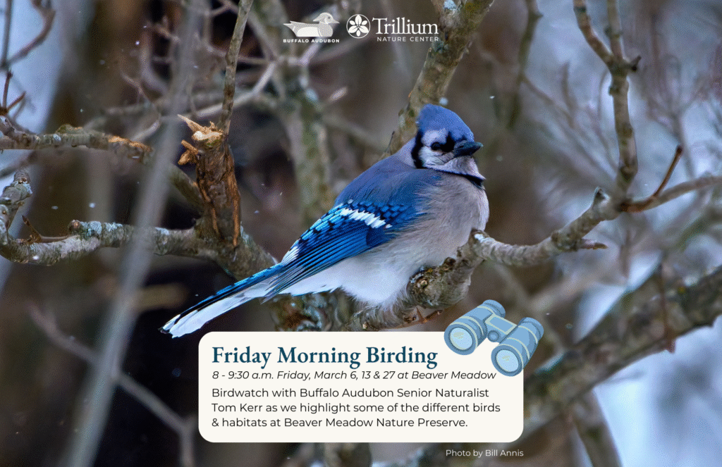 Friday Morning Birding