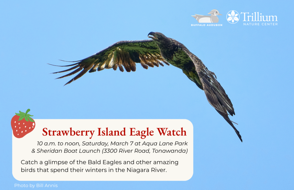 Strawberry Island Eagle Watch