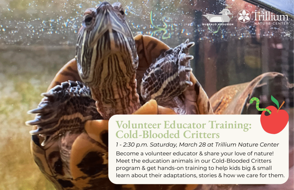 Volunteer Educator Training - Cold-Blooded Critters