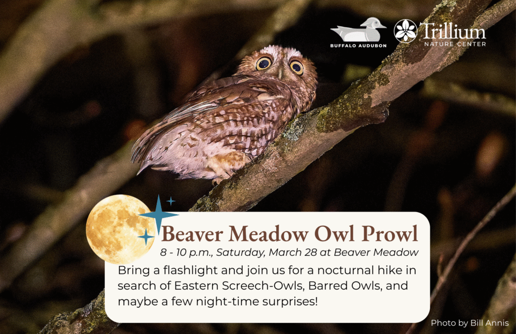 Beaver Meadow Owl Prowl