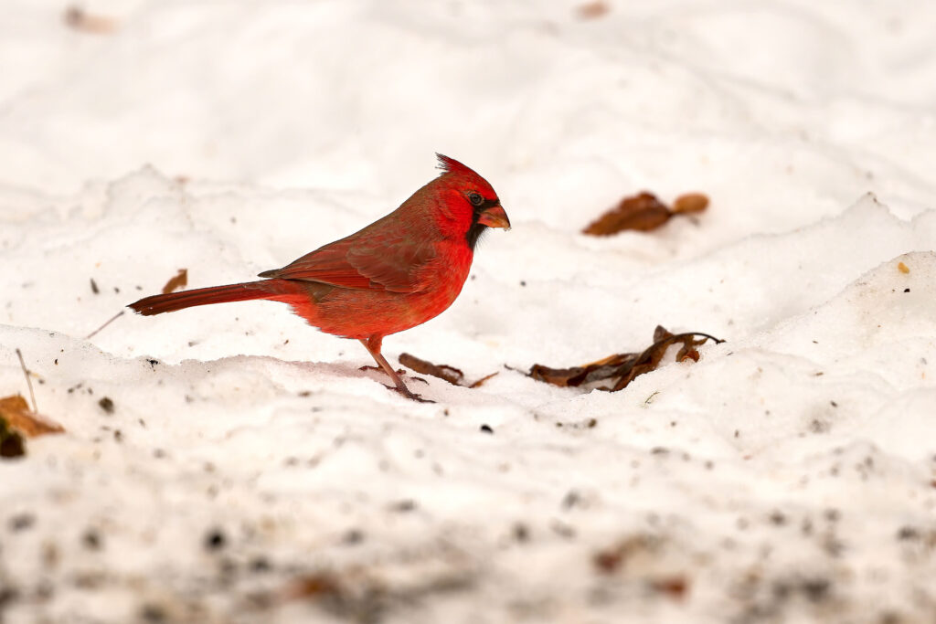 Cardinal standing in snow with seeds around it
