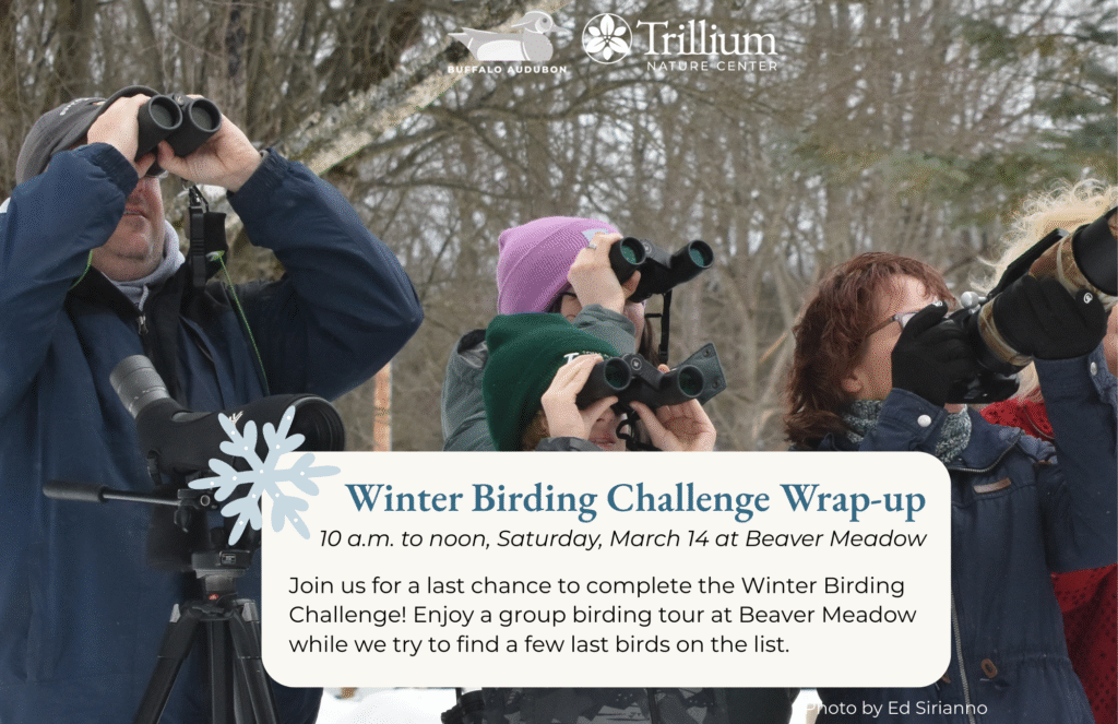 Winter Birding Challenge Wrap-up