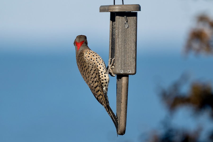 Northern flicker on a bird feeder with blue background