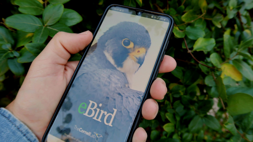 person's hand holding phone with ebird app pulled up